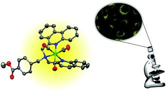 Graphical abstract: Asymmetric rhenium tricarbonyl complexes show superior luminescence properties in live cell imaging