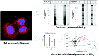 Graphical abstract: Global profiling of cellular targets of gambogic acid by quantitative chemical proteomics