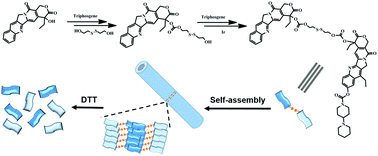 Graphical abstract: Self-assembling nanowires of an amphiphilic camptothecin prodrug derived from homologous derivative conjugation