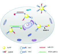 Graphical abstract: Simultaneous detection of multiple targets involved in the PI3K/AKT pathway for investigating cellular migration and invasion with a multicolor fluorescent nanoprobe