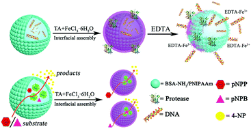 Graphical abstract: Bio-inspired engineering proteinosomes with a cell-wall-like protective shell by self-assembly of a metal-chelated complex