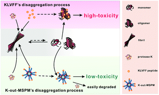 Graphical abstract: The synergistic effect between KLVFF and self-assembly chaperones on both disaggregation of beta-amyloid fibrils and reducing consequent toxicity