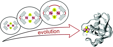 Graphical abstract: Duplications of an iron–sulphur tripeptide leads to the formation of a protoferredoxin