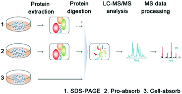 Graphical abstract: Direct digestion of living cells via a gel-based strategy for mass spectrometric analysis