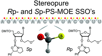 Graphical abstract: Synthesis and cellular activity of stereochemically-pure 2′-O-(2-methoxyethyl)-phosphorothioate oligonucleotides