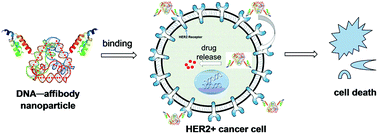 Graphical abstract: DNA–affibody nanoparticles for inhibiting breast cancer cells overexpressing HER2