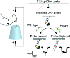Graphical abstract: Single molecule based SNP detection using designed DNA carriers and solid-state nanopores
