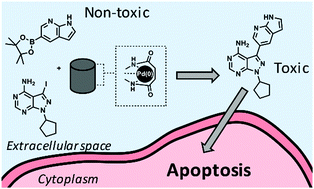 Graphical abstract: Palladium-mediated in situ synthesis of an anticancer agent