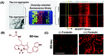 Graphical abstract: Development of a BODIPY-based fluorescent probe for imaging pathological tau aggregates in live cells