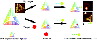 Graphical abstract: Aptamer-tagged DNA origami for spatially addressable detection of aflatoxin B1