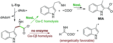 Graphical abstract: Reactivity of the nitrogen-centered tryptophanyl radical in the catalysis by the radical SAM enzyme NosL