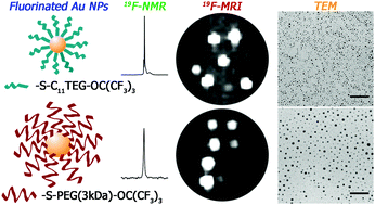 Graphical abstract: Novel fluorinated ligands for gold nanoparticle labelling with applications in 19F-MRI