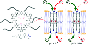 Graphical abstract: Functionalized hydrazide macrocycle ion channels showing pH-sensitive ion selectivities
