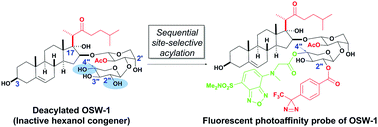 Graphical abstract: Synthesis of a fluorescent photoaffinity probe of OSW-1 by site-selective acylation of an inactive congener and biological evaluation