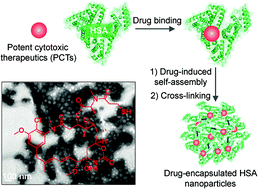Graphical abstract: Albumin nanoparticle encapsulation of potent cytotoxic therapeutics shows sustained drug release and alleviates cancer drug toxicity
