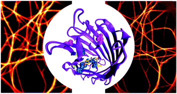 Graphical abstract: A far-red emitting fluorescent marker protein, mGarnet2, for microscopy and STED nanoscopy