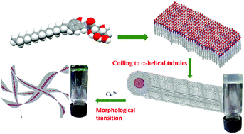 Graphical abstract: Morphology transition in helical tubules of a supramolecular gel driven by metal ions