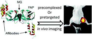 Graphical abstract: Affibody-targeted fluorogen activating protein for in vivo tumor imaging