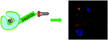 Graphical abstract: A peptide functionalized nanomotor as an efficient cell penetrating tool