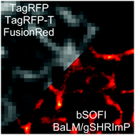 Graphical abstract: Intrinsic blinking of red fluorescent proteins for super-resolution microscopy