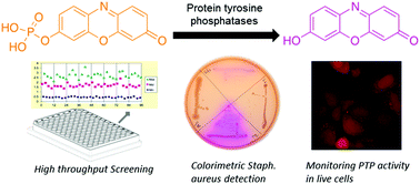 Graphical abstract: Dual colorimetric and fluorogenic probes for visualizing tyrosine phosphatase activity