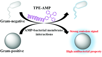 Graphical abstract: An antimicrobial peptide with an aggregation-induced emission (AIE) luminogen for studying bacterial membrane interactions and antibacterial actions