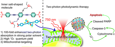 Graphical abstract: Inner salt-shaped small molecular photosensitizer with extremely enhanced two-photon absorption for mitochondrial-targeted photodynamic therapy