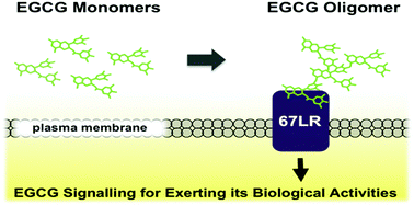 Graphical abstract: Oligomer formation of a tea polyphenol, EGCG, on its sensing molecule 67 kDa laminin receptor