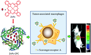 Graphical abstract: C-Phycocyanin as a tumour-associated macrophage-targeted photosensitiser and a vehicle of phthalocyanine for enhanced photodynamic therapy