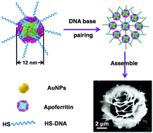 Graphical abstract: Assembling gold nanoparticles into flower-like structures by complementary base pairing of DNA molecules with mediation by apoferritins