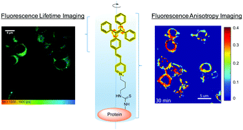 Graphical abstract: Measuring macromolecular crowding in cells through fluorescence anisotropy imaging with an AIE fluorogen