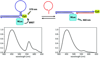 Graphical abstract: Nucleic acid detection using BRET-beacons based on bioluminescent protein–DNA hybrids