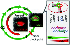 Graphical abstract: Dynamic imaging of MYC and CDKN1A mRNAs as an indicator of cell G1-phase arrest