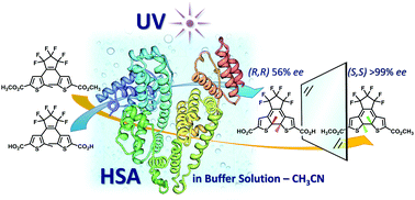 Graphical abstract: Photocyclization of photoswitches with high enantioselectivity in human serum albumin in an artificial environment