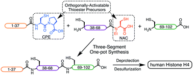 Graphical abstract: One-pot native chemical ligation by combination of two orthogonal thioester precursors
