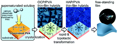 Graphical abstract: Rapid and topotactic transformation from octacalcium phosphate to hydroxyapatite (HAP): a new approach to self-organization of free-standing thin-film HAP-based nanohybrids