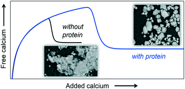 Graphical abstract: Recombinant perlucin derivatives influence the nucleation of calcium carbonate