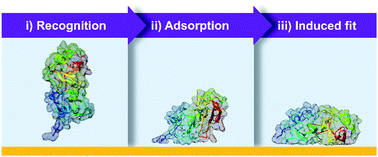 Graphical abstract: Three steps to gold: mechanism of protein adsorption revealed by Brownian and molecular dynamics simulations