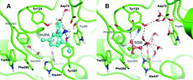 Graphical abstract: Dynamics of human acetylcholinesterase bound to non-covalent and covalent inhibitors shedding light on changes to the water network structure