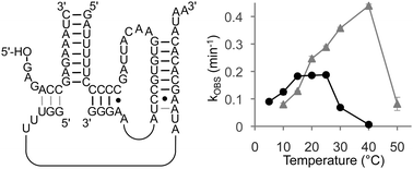 Graphical abstract: Lower temperature optimum of a smaller, fragmented triphosphorylation ribozyme