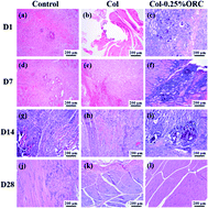 Graphical abstract: Processing, characterization and hemostatic mechanism of a ultraporous collagen/ORC biodegradable composite with excellent biological effectiveness