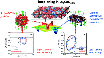 Graphical abstract: The flux dynamics behavior of the two competing high temperature superconducting phases in underdoped LaCuO4.06