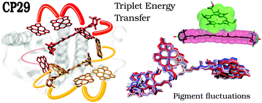 Graphical abstract: Photoprotection and triplet energy transfer in higher plants: the role of electronic and nuclear fluctuations