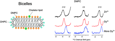 Graphical abstract: Paramagnetic effects on the NMR spectra of isotropic bicelles with headgroup modified chelator lipids and metal ions