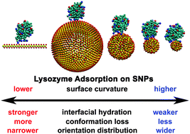 Graphical abstract: Understanding the curvature effect of silica nanoparticles on lysozyme adsorption orientation and conformation: a mesoscopic coarse-grained simulation study