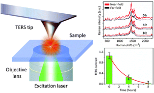 Graphical abstract: Extending the plasmonic lifetime of tip-enhanced Raman spectroscopy probes