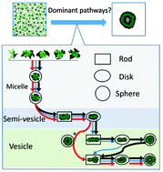 Graphical abstract: Elucidating dominant pathways of the nano-particle self-assembly process