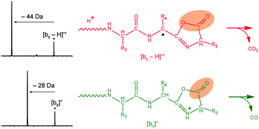 Graphical abstract: Radical-induced dissociation leading to the loss of CO2 from the oxazolone ring of [b5 − H]˙+ ions