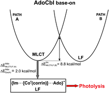 Graphical abstract: Mechanism of Co–C photodissociation in adenosylcobalamin