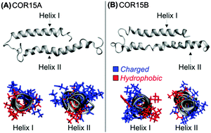 Graphical abstract: Molecular dynamics simulations and CD spectroscopy reveal hydration-induced unfolding of the intrinsically disordered LEA proteins COR15A and COR15B from Arabidopsis thaliana